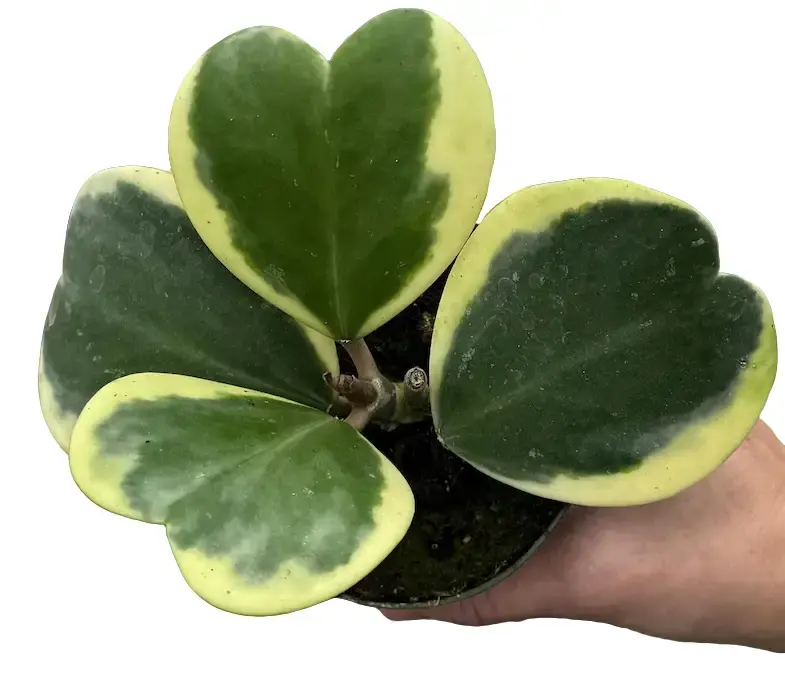 Variegated Hoya Kerri - Hoya Plants Houseplant Succulent in 4" pot