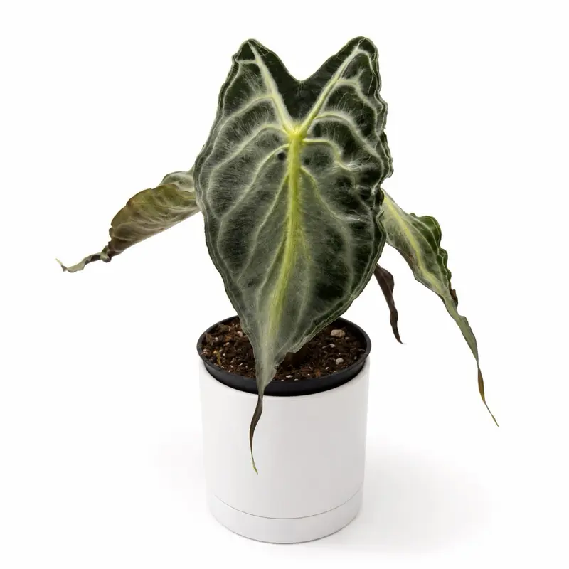 Rare New Alocasia Venom 4”pot– Rare Collector’s Tropical House Plant for Indoor Home Decoration