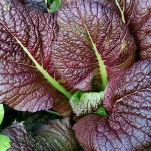 2000 Japanese Red Giant Mustard Seeds for Planting 4+ Grams