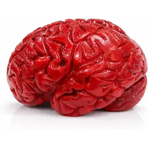 7.5in x 4in Soft Sponge-Like Photorealism Fake Brain Prop - Science Youth Medical Decor, Halloween Festive Party Photobooth Accessory
