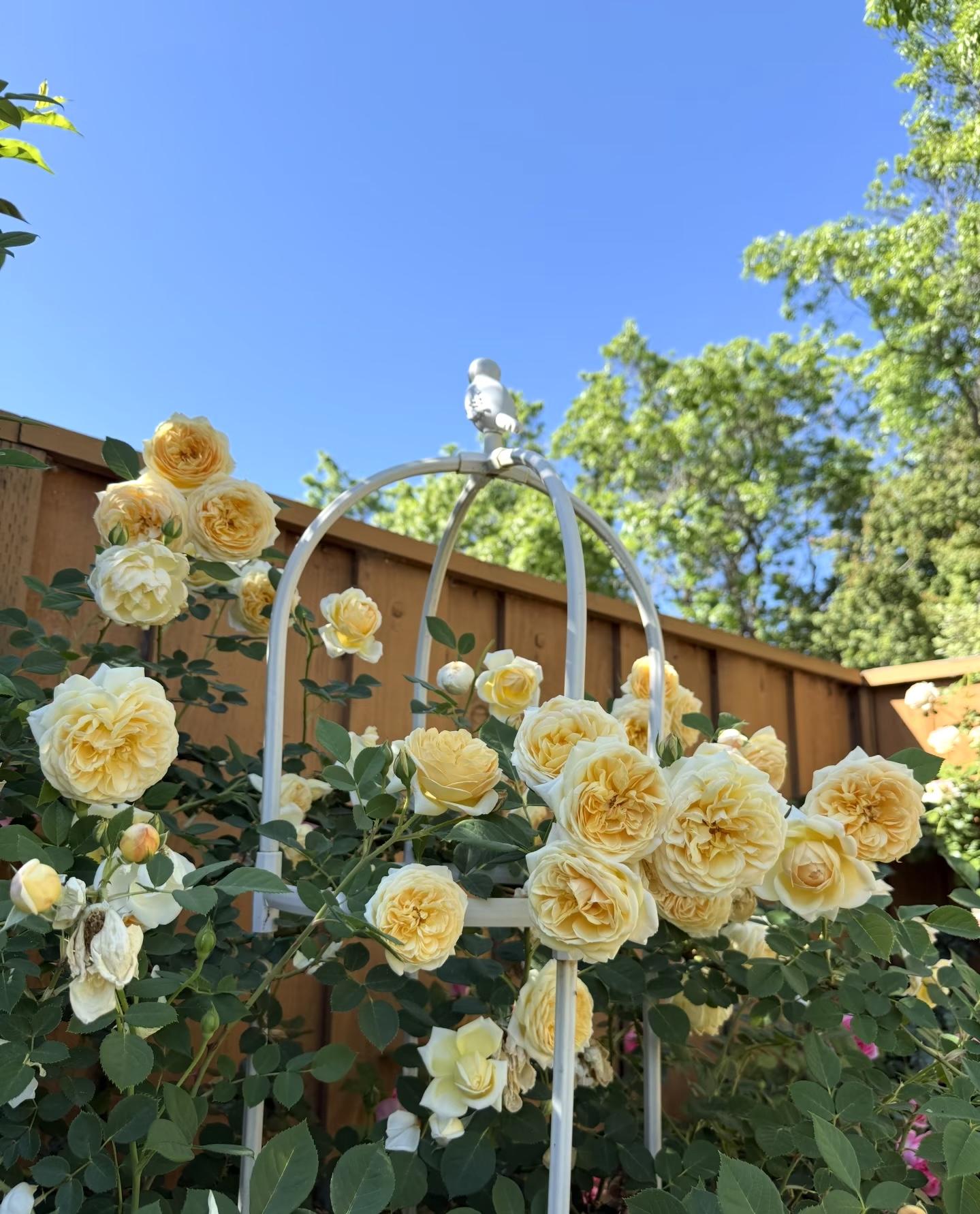 200 Rare Golden Yellow Rose Seeds | Perennial Garden Flower