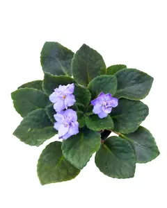 4" African Violet Assorted – Grower’s Choice – Live Plant