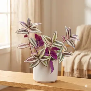 Tradescantia Zebrina 'Wandering Dude'
