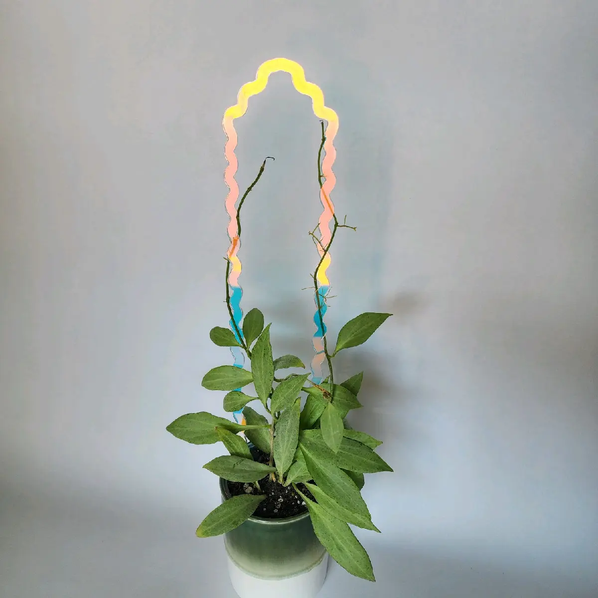 Rainbow Squiggly Plant Trellis Indoor for Potted Vining Plants Made from Acrylic, 16" L x 3.5" W, Indoor Potted Plants, Support and Structure for Climbing Plants, Style Boho