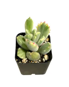 2" Variegated Bear Paw Succulent – Cotyledon Tomentosa Variegata – Live Plant