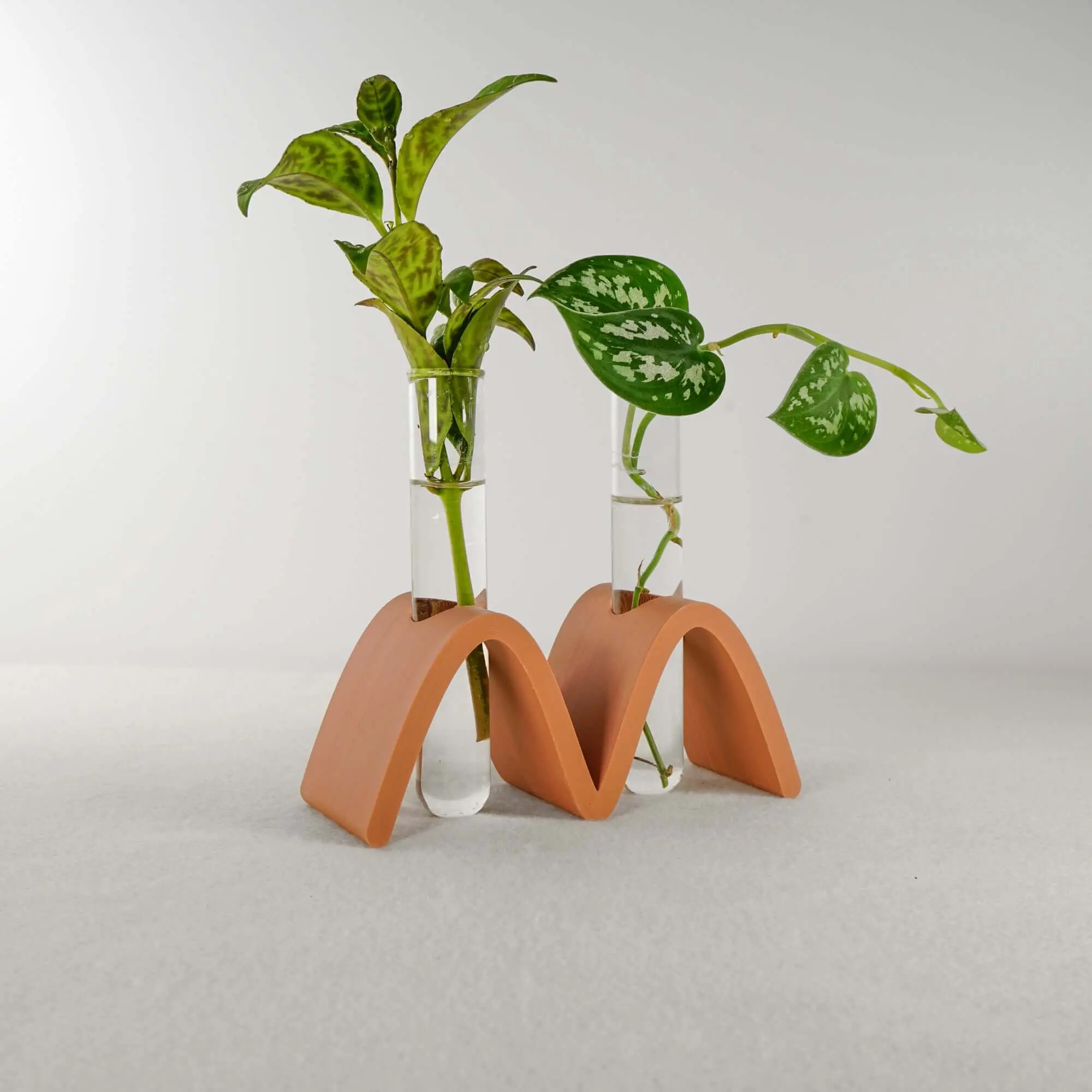 Arch Wave Propagation Station, Plant Starter, Water Vase for Cuttings