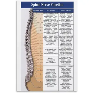 Spinal Nerve Function Chart For Chiropractors Physical Therapists Osteopaths Doctor Office Poster Canvas Wall Art Posters Used For Room Aesthetics And Decor Prints Home Decor Modern Decoration24x36inc