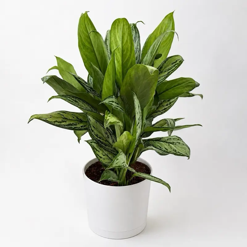 XL Aglaonema Maria 8" pot Rare House Plant with Unique Leaves, Beginner-Friendly Care for Indoor Home Decoration