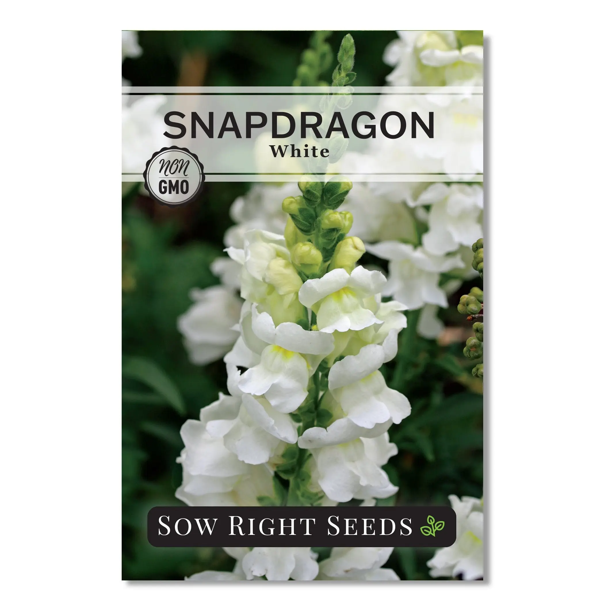 White Snapdragon Seeds White Snapdragon Seeds