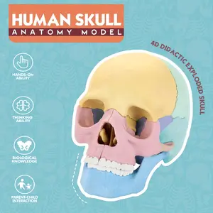 New Anatomical Skull Model, 15 Parts, Detachable Human Anatomy Dissection Kit, Palm-Sized Colorful Mini Medical Skull Model