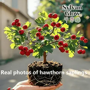 Garden Style Dwarf Hawthorn Grafted Tree | Vivid | Moderate Sunshine | Red Hawthorn Fruit | Container Plant Design | Easy Daily Management