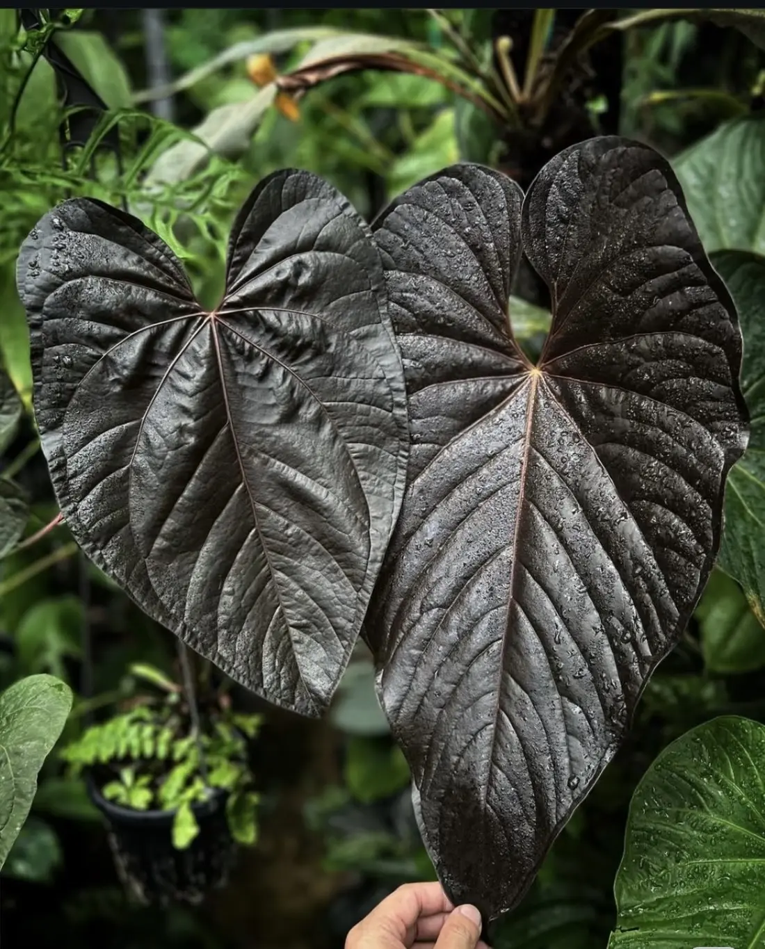 Rare Anthurium Queen of Hearts Live Plant 2-Inch Pot | Dark Velvet Anthurium | Collector Aroid