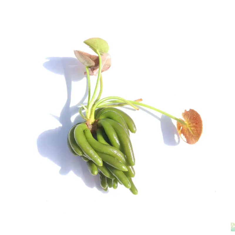 Banana Plant- Nymphoides aquatica- Easy Beginner Plant