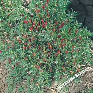 Pepper Seeds - Hot - Thai Ornamental Pepper Seeds - Hot - Thai Ornamental