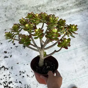 Jade Crosby 6 inch pot