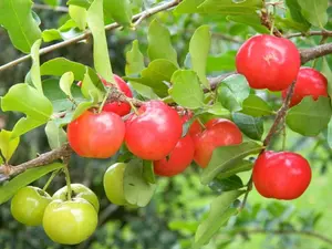 Barbados, Acerola Cherry Tree Plant, 1 Plant, Pesticide