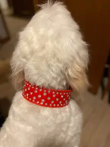 Red Bling Dog Collar