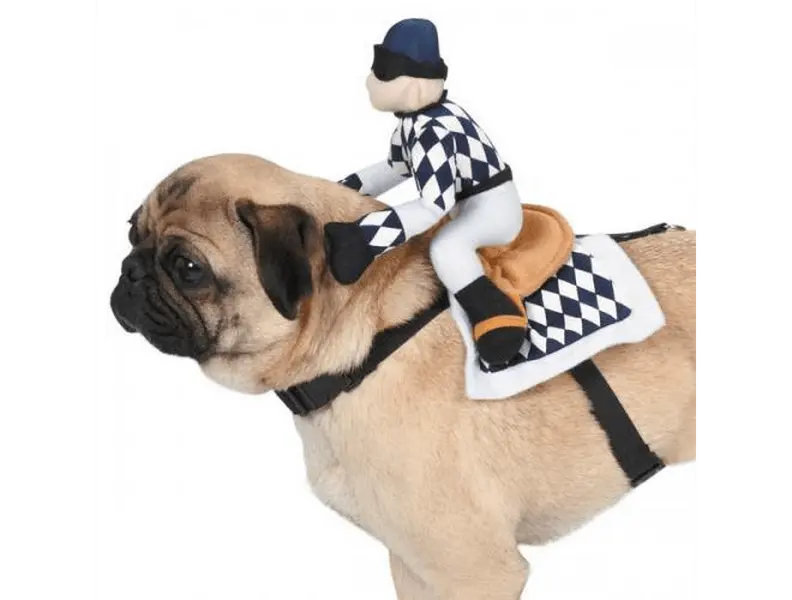 🐶🏇 Zack & Zoey Champion Jockey Saddle Dog Costume 🏆