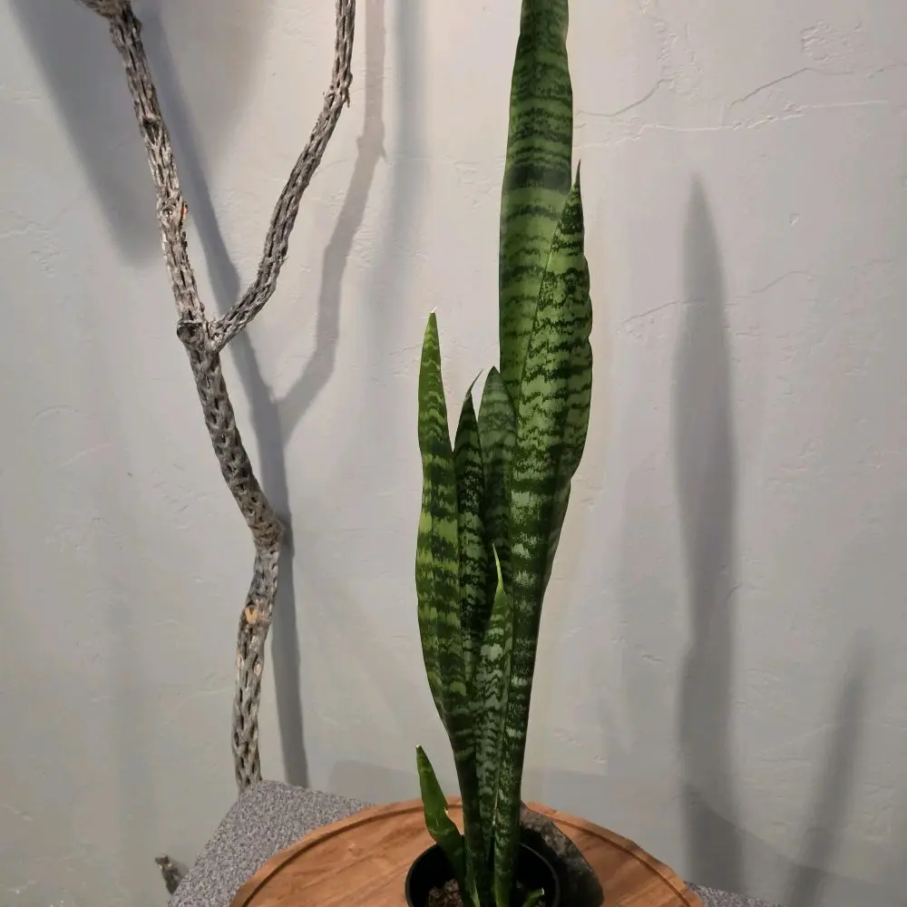 Snake Plant