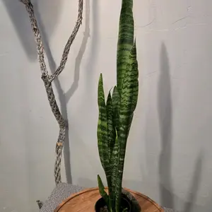 Snake Plant