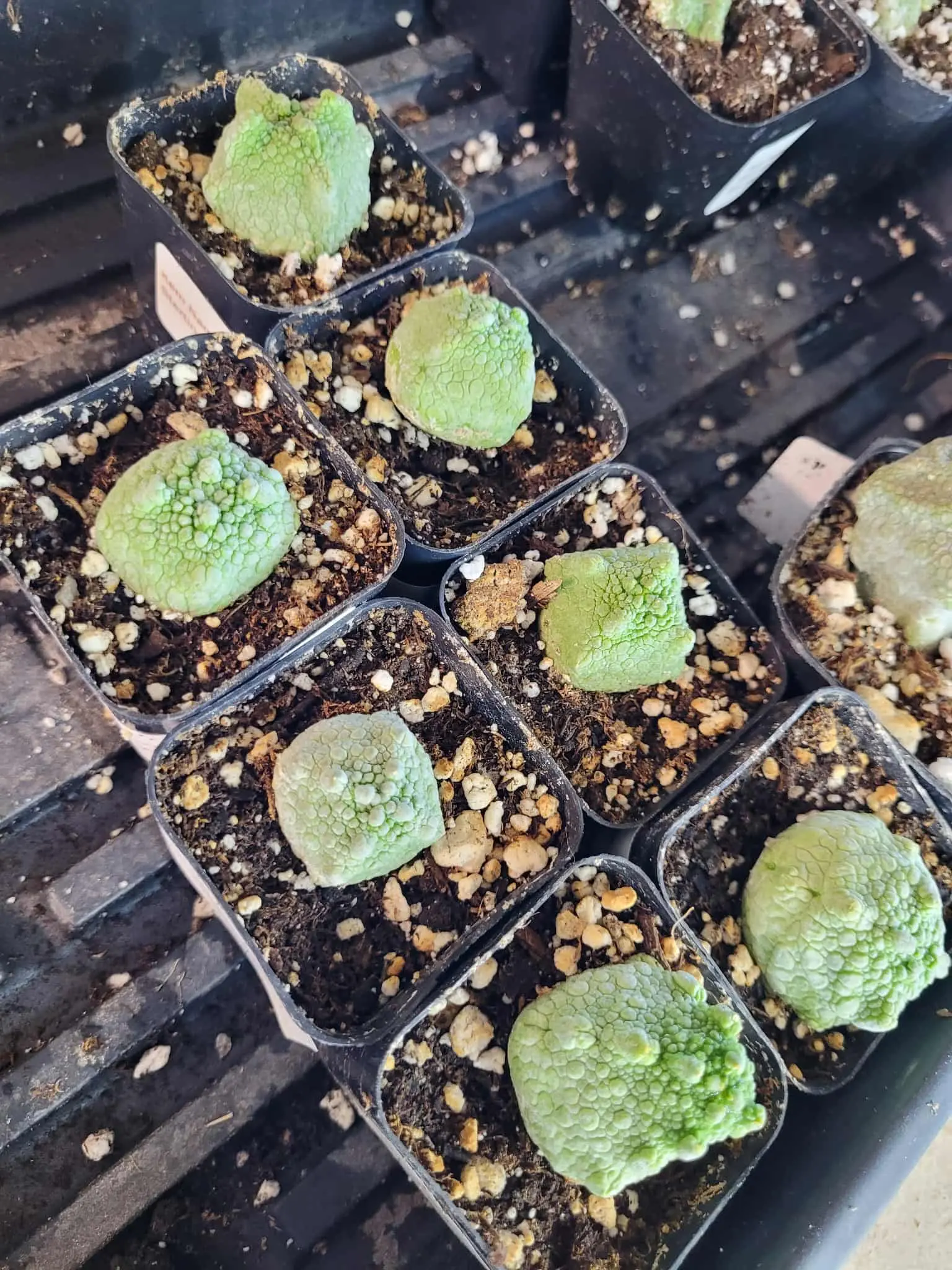 Pseudolithos Cubiformis Live Succulent, Handpicked During Show With Professional Plant Selection