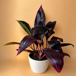 XL Cordyline Florida Live Indoor Plant – 8” Pot floor plant Exotic Tropical Houseplant | Vibrant Burgundy & Pink Foliage | Statement Plant for Home Decor