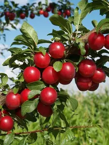 5 Seeds American Red Plum Tree Seeds for Planting, 5 Fruit Seeds Per Packet, Botanical Prunus Americana, Great Home Garden Gift