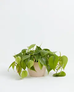 Philodendron Cordatum