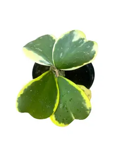6" Hoya Kerrii Variegated Single Strand – Hoya Kerrii Variegata – Live Plant