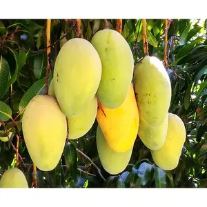 Mango Tree - Live Fruit Tree in a 3 Gallon Pot - Mangifera Indica 'Valencia Pride' - Tropical Edible Fruit Bearing Tree
