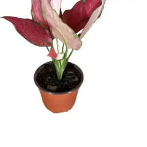 Aglaonema Ruby Garuda Tropical Houseplant, 4in Potted Indoor Plant - Green Indoor Plants for Home & Garden Use, Potted Indoor Plants