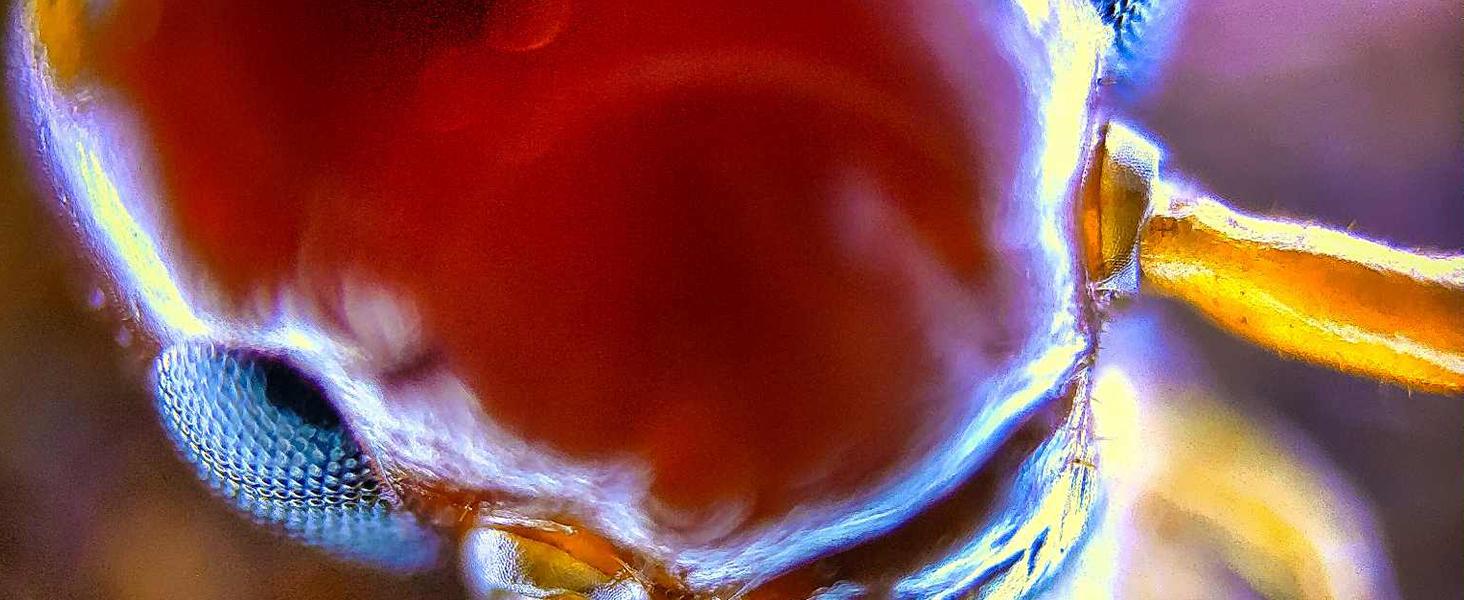 MicroCam X1 Mini Microscope Camera 400X – See Skin, Bugs & Hidden Details in 4K | Pocket Digital Microscope MicroCam X1 Mini Microscope Camera 400X – See Skin, Bugs & Hidden Details in 4K | Pocket Digital Microscope