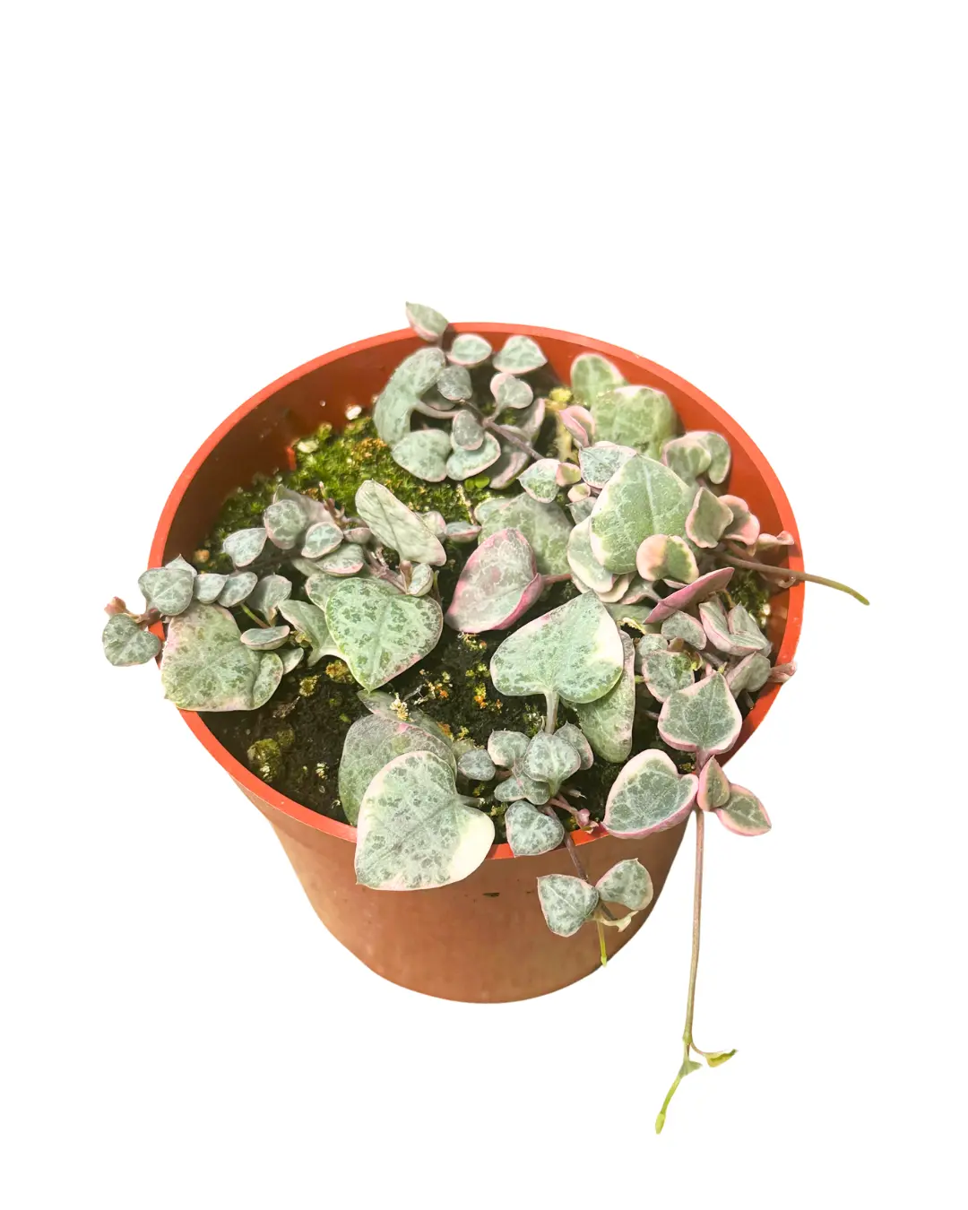 4" Variegated String Of Hearts – Live Indoor Plant