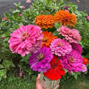 Double Giant Zinnia Seeds – Homegrown & Hand-Packed – 100+ 50 Free Seeds & Free Zoom Call to Show You How to Sow & Care Step by Step