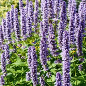 500+ Exotic Heirloom Garden Seeds - Korean Licorice Mint (agastache Rugosa) - Culinary, Fragrant, and Perennial Herb Plant