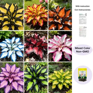Rare Mixed Hosta Seeds-for Perennial Shade Garden Ornamental Foliage for Landscaping Outdoor Easy To Grow Hummingbird Attractors Family Activity