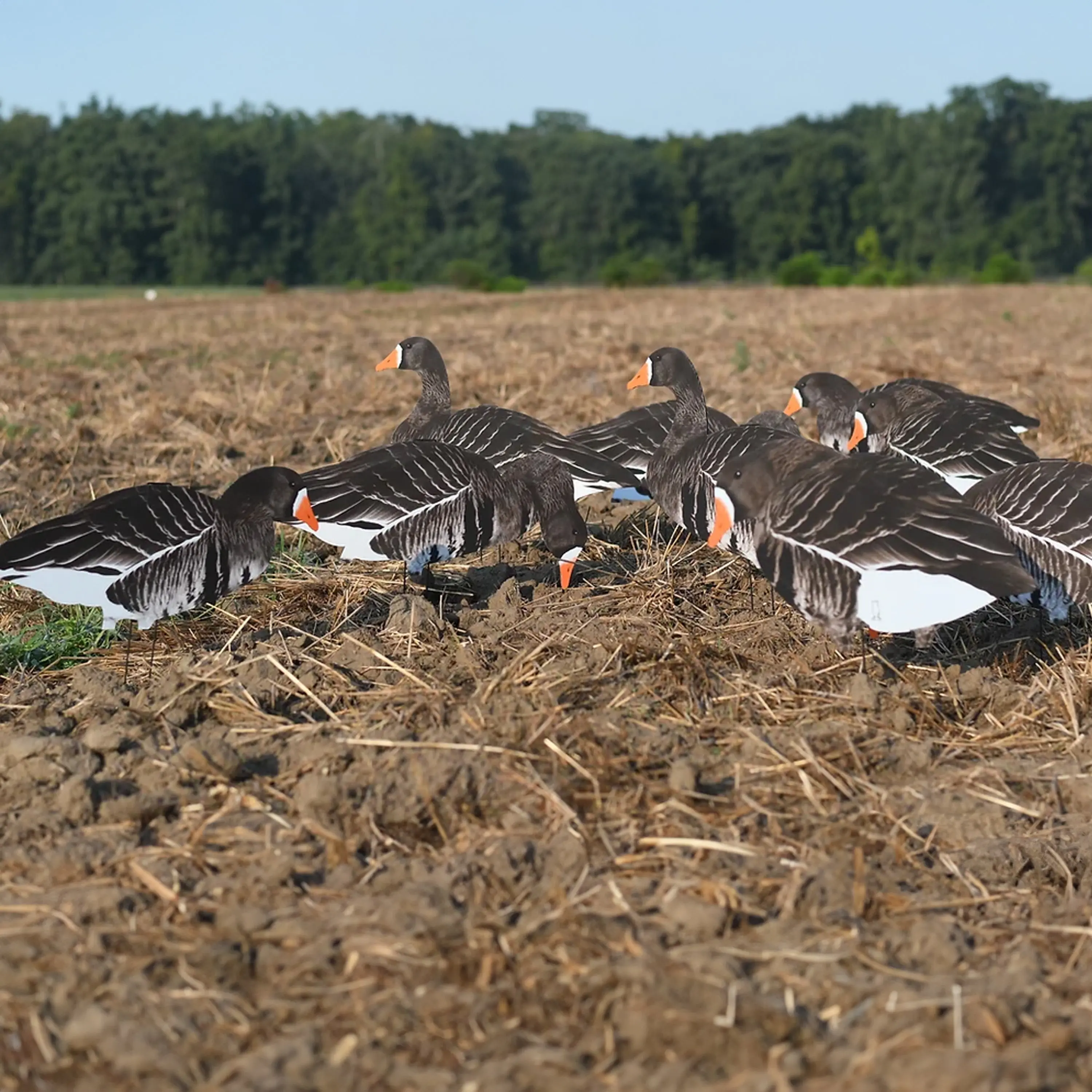 V2 Specklebelly Goose Silhouettes V2 Specklebelly Goose Silhouettes