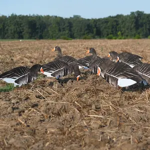 V2 Specklebelly Goose Silhouettes