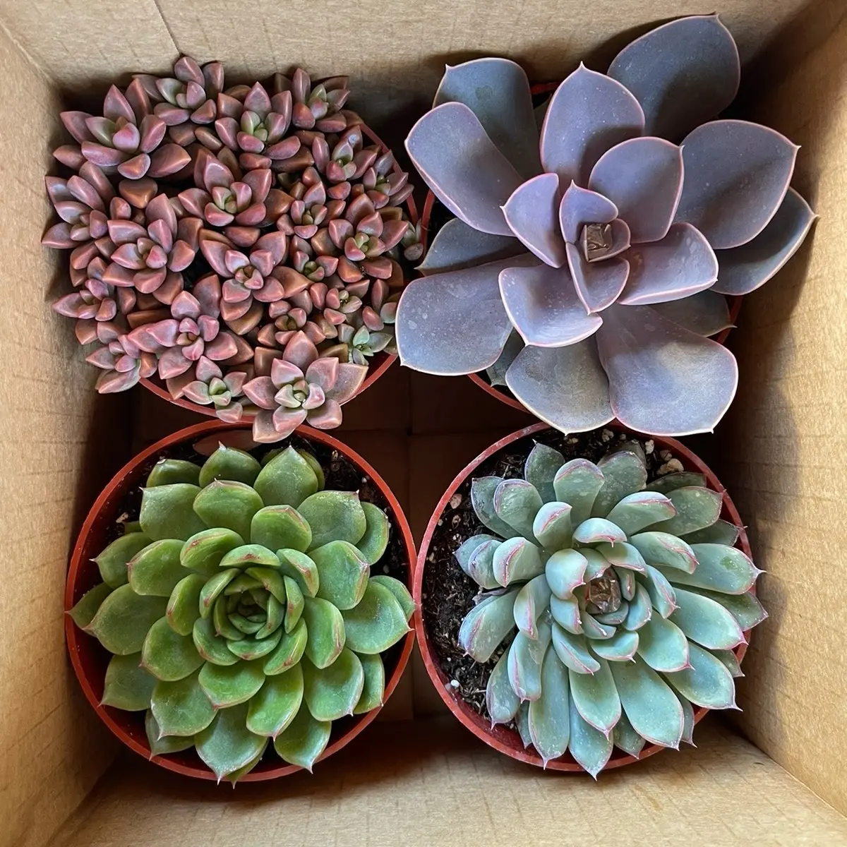 4 Pack Of Succ BIG mystery assortment Sculpture design