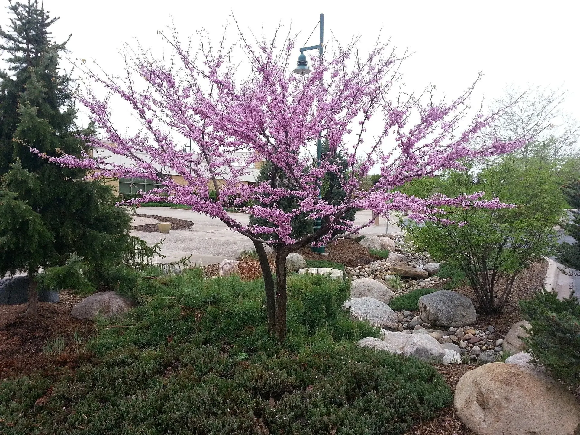 Eastern Redbud Tree (Cercis Canadensis Judas Tree) Bare-Root Live Seedling, Drought-Tolerant, Compact, Versatile, Hardy & Easy to Grow, Low Maintenance, Attracts Bees, Edible Garden Plant for Garden Planting, Full Sun, Wide Range of Soil Types