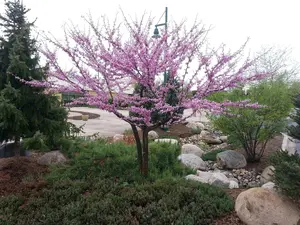 Cercis Canadensis Eastern Red Bud Judas Tree Seedling Live Plant Bare Root