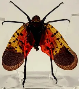38mm Real Spotted Lanternfly Cicada in Crystal Clear Lucite Resin Specimen Preserved Small Insect Taxidermy Decor Crafts Collection