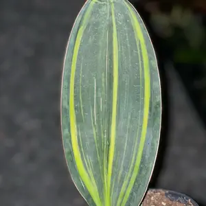 Sanseveria Variegated Whale Fin 4” Houseplant - Green and Yellow Leaves, Ideal for Home Decor
