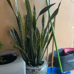 Viresta Soil Revitalizer (13.8oz / 390g), Concentrated Humic Acid Formula for Lawn & Garden Plant Food Enhancer Yields 266 Gallons Fertilizer Lawn & Garden Soil Conditioner - Plant Food Enhancer, Concentrated Humic Acid