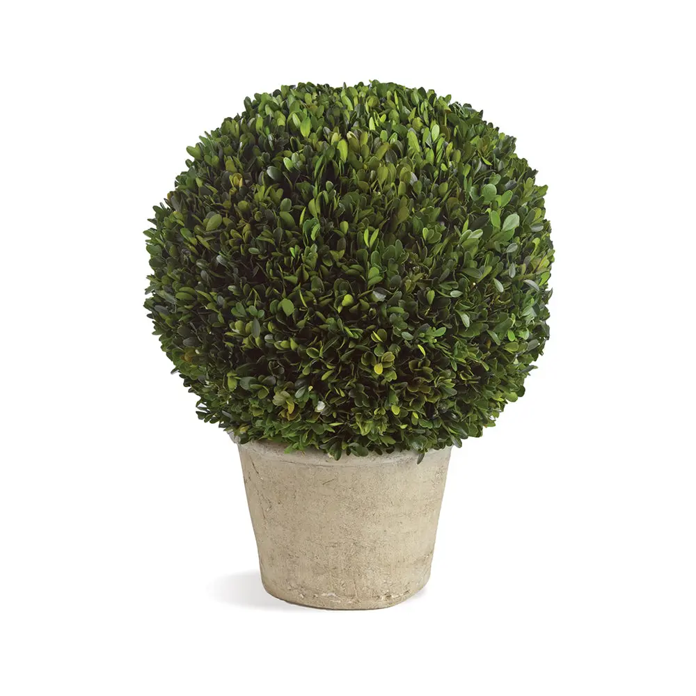 Boxwood 12" Ball in Pot