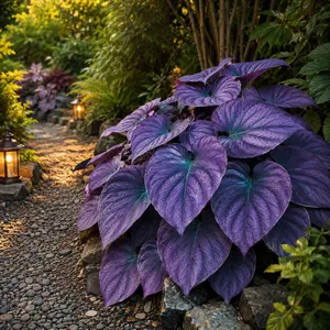 800 PCS Heartleaf Shade Plant Seeds – Exotic Gradient Foliage for Borders, Garden Beds & Large Planters – Easy to Grow & Maintain