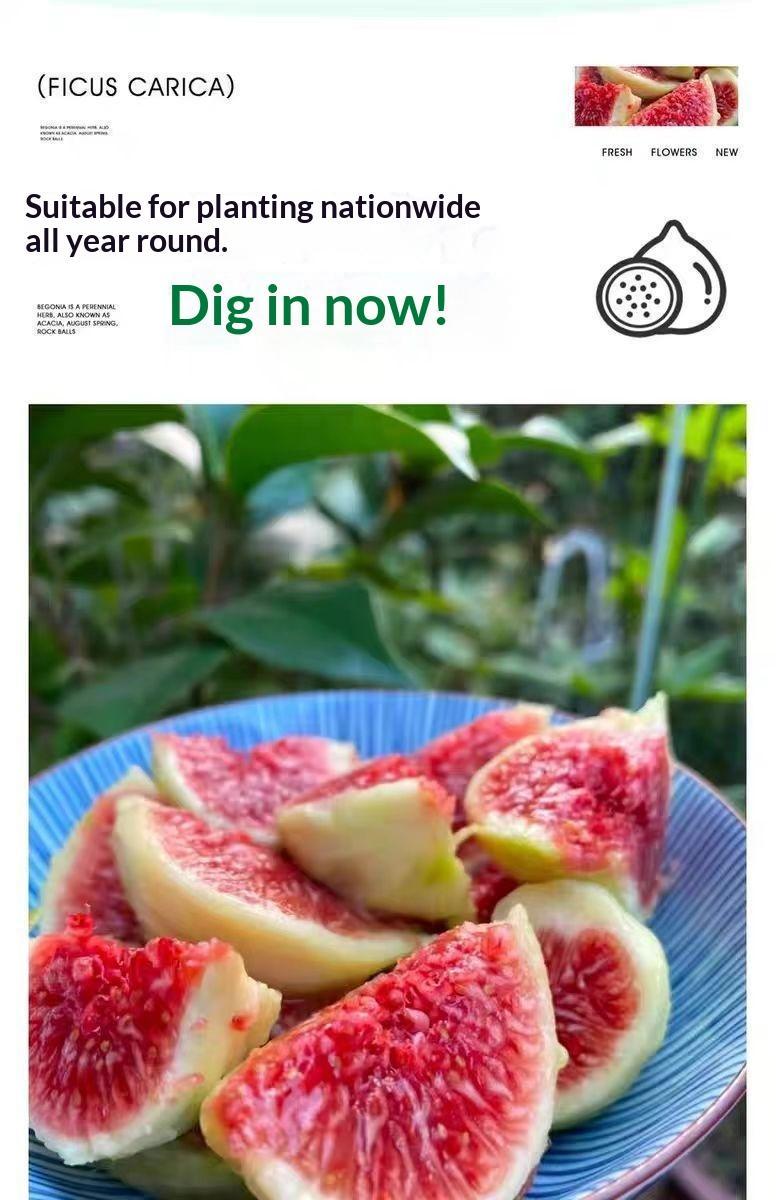 Heirloom Fig Tree Live Plant – Fast Fruiting, Sweet Non-GMO Figs, Easy to Grow Fruit Tree for Patio, Backyard & Container Gardening Heirloom Fig Tree Live Plant – Fast Fruiting, Sweet Non-GMO Figs, Easy to Grow Fruit Tree for Patio, Backyard & Container Gardening