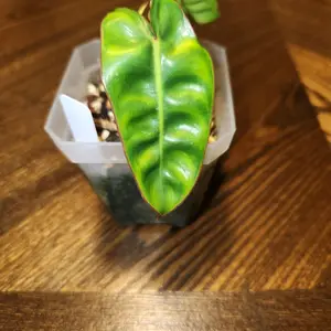 Philodendron Belliete