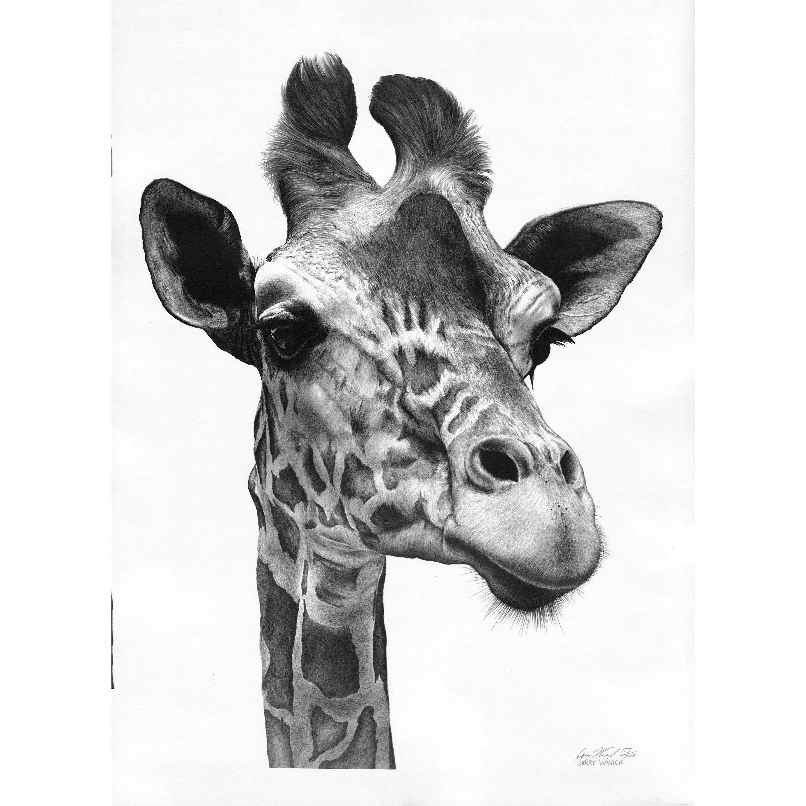 Giraffe