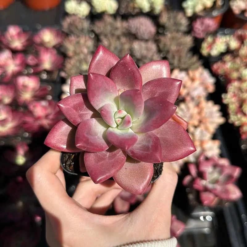 Pachyphyton Hephaestus - Bare Root Succulents - Terra Tales